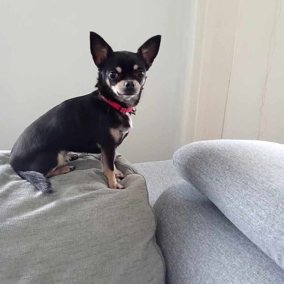 Daisy