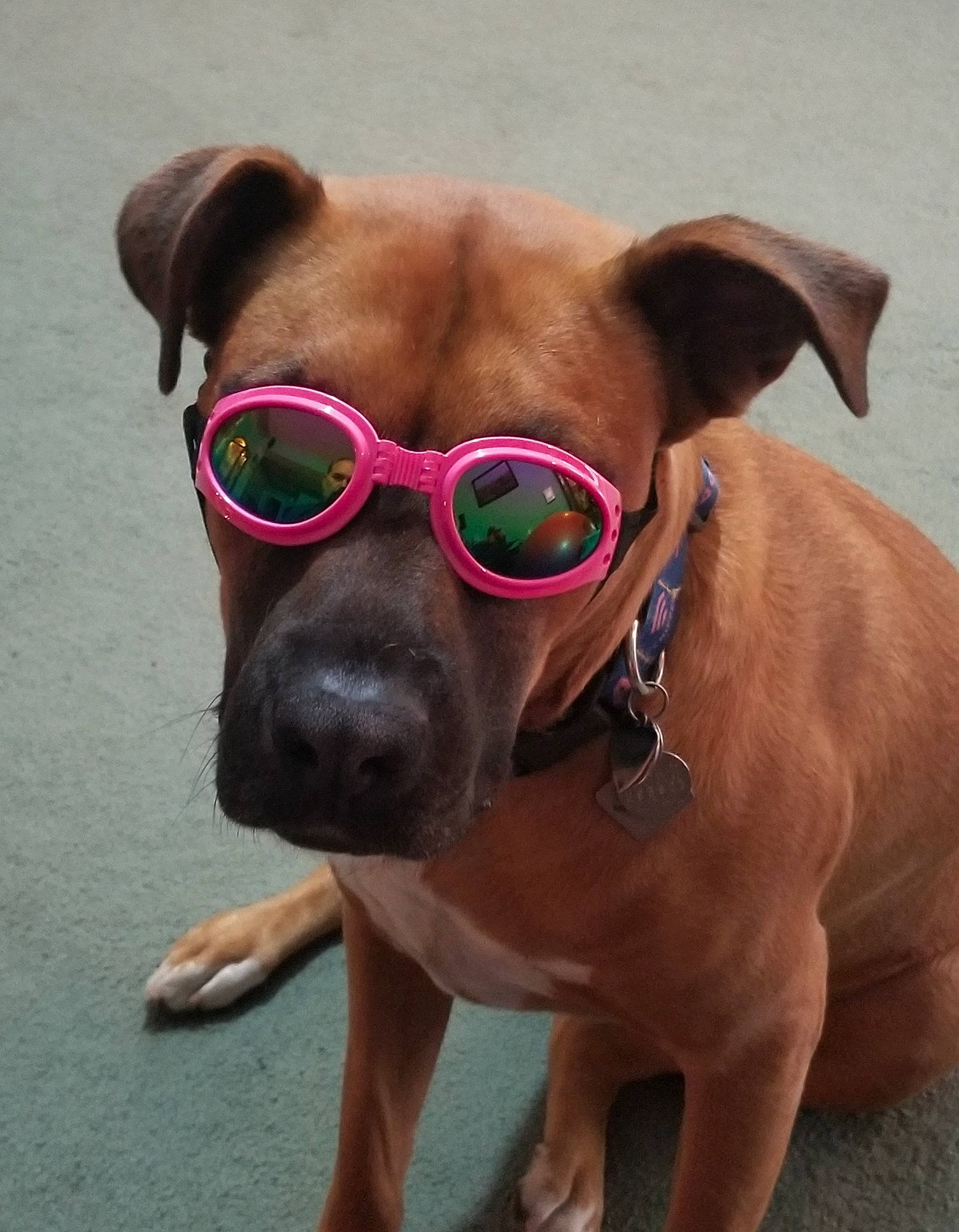 Sasta is registered to the contest to win money with this photo: carnivore, collar, companion_dog, dog, dog_breed, dog_collar, dog_supply, ear, eyewear, fawn, goggles, leash, liver, personal_protective_equipment, pet_supply, snout, sporting_group, sunglasses, whiskers, working_animal