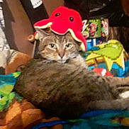 Chomper joined the competition — help win amazing prizes! animal, blanket, cat, cluttered_background, colorful, cozy, cute, domestic, feline, fur, hat, indoor, lying_down, octopus_hat, pet, playful, red_hat, relaxed, tabby, whiskers