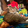 animal, blanket, cat, cluttered_background, colorful, cozy, cute, domestic, feline, fur, hat, indoor, lying_down, octopus_hat, pet, playful, red_hat, relaxed, tabby, whiskers