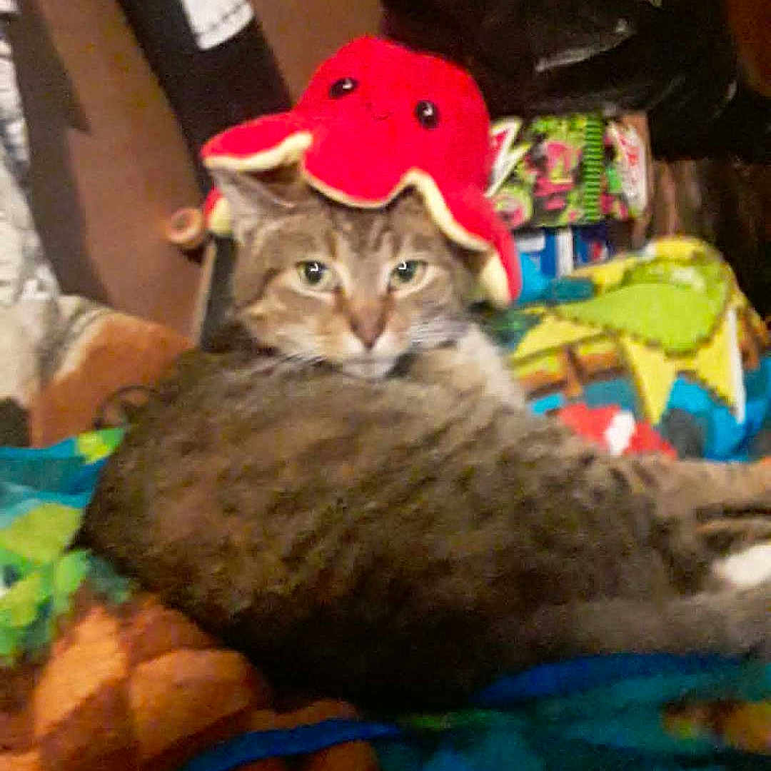 Chomper