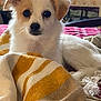 animal, bed, blanket, cozy, cute, dog, ears, fur, home, indoor, laying_down, looking_at_camera, nose, pet, puppy, soft_texture, striped_blanket, tan_dog, whiskers, white_dog