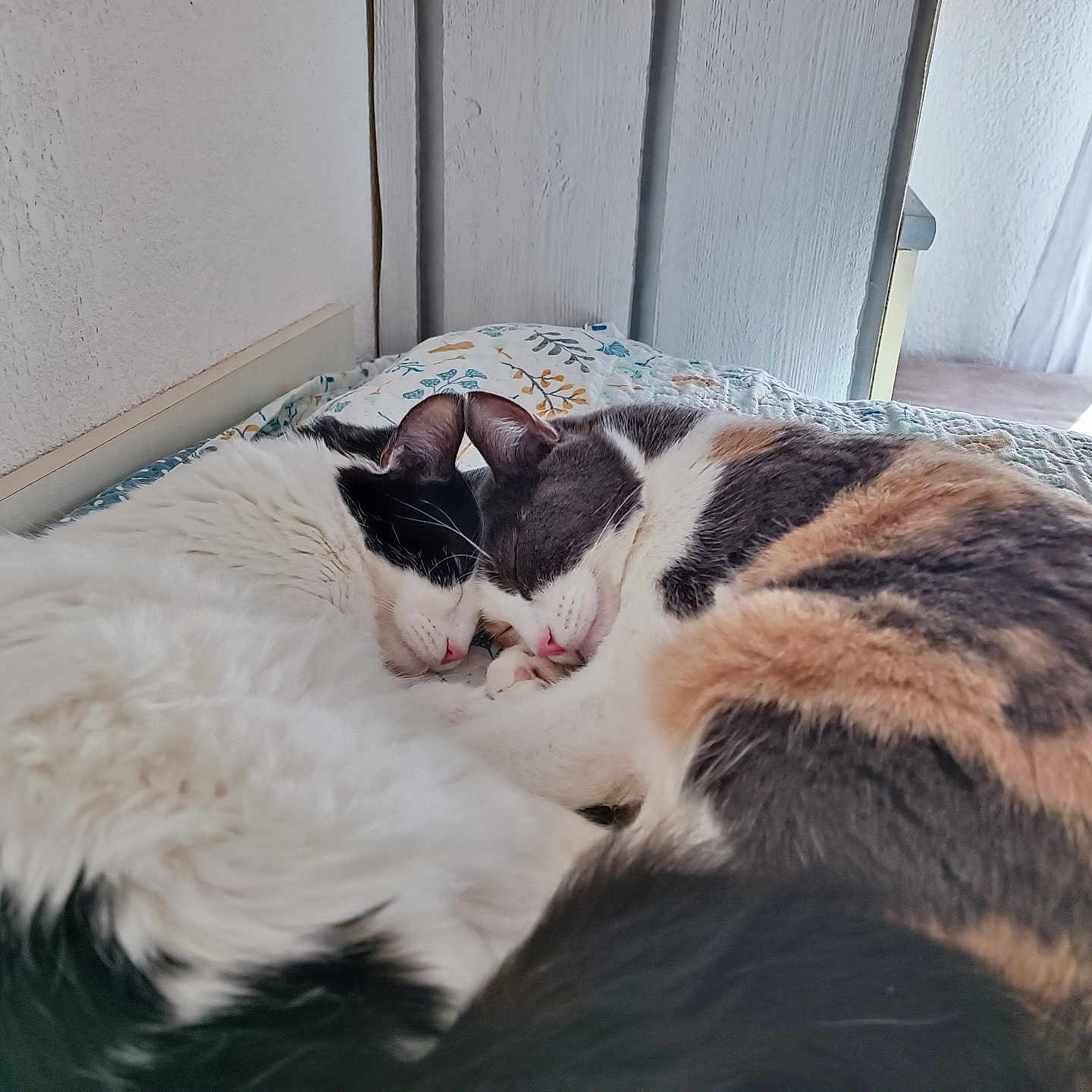 Bianca Et Tanga participe au concours pour gagner de l'argent avec cette photo : animal, bed, black, calico, cat, closeup, cozy, cute, feline, fur, indoor, peaceful, pet, resting, sleeping, snuggling, soft, two_cats, warm, white