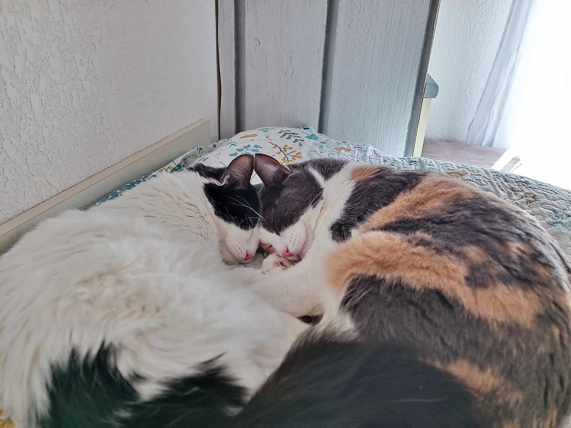 Bianca Et Tanga participe au concours pour gagner de l'argent avec cette photo : animal, bed, black, calico, cat, closeup, cozy, cute, feline, fur, indoor, peaceful, pet, resting, sleeping, snuggling, soft, two_cats, warm, white