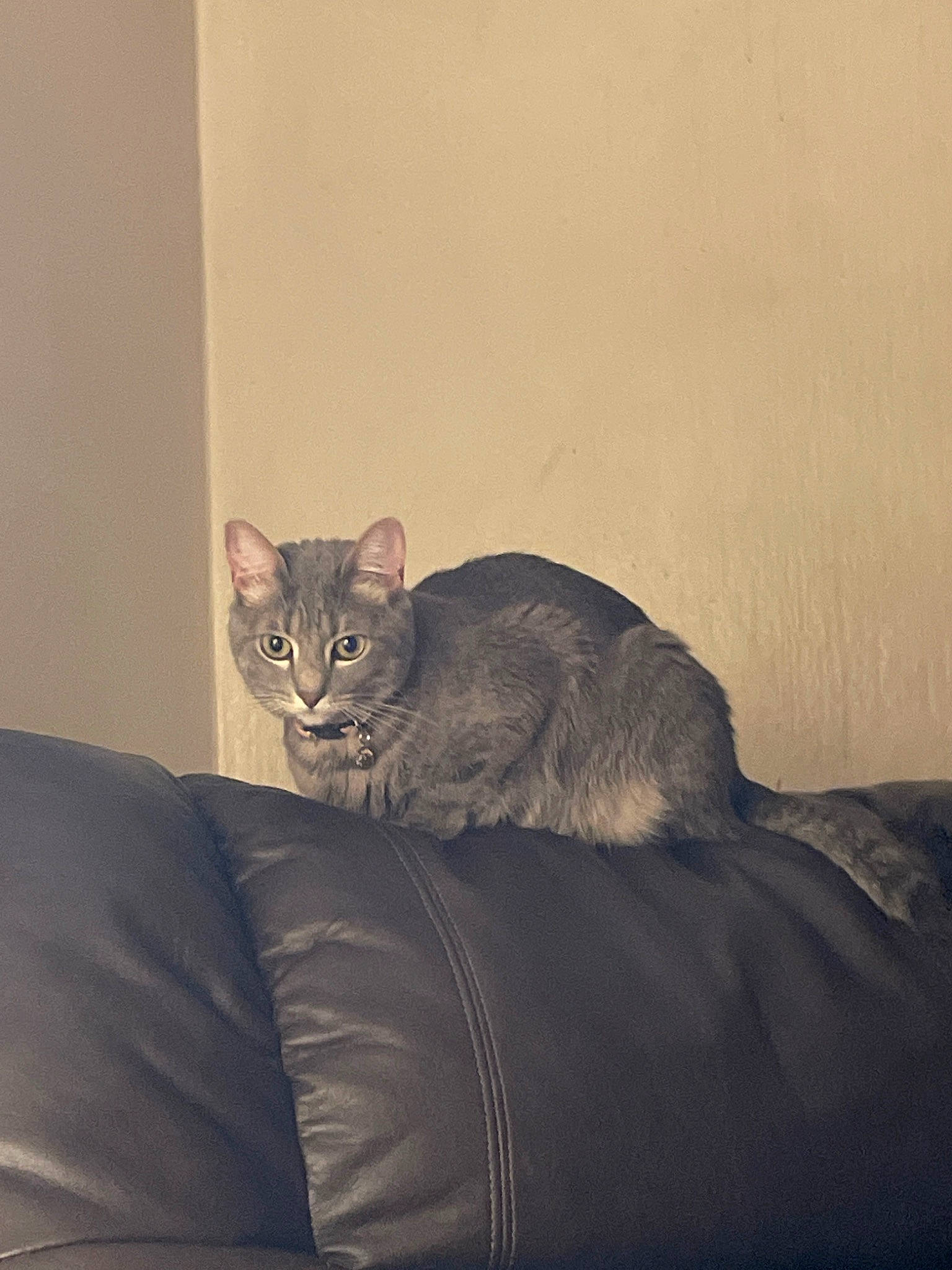 Luna is registered to the contest to win money with this photo: carnivore, cat, comfort, darkness, domestic_short_haired_cat, felidae, fur, grey, paw, room, sitting, small_to_medium_sized_cats, tail, terrestrial_animal, whiskers, wood