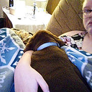 Sarge is registered to the contest to win money with this photo: blanket, blur, brown_dog, casual, collar, comfort, couch, dog, fabric, furniture, glasses, hand, home, indoor, lamp, person, relaxing, resting, seated, table