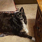 Annabelle is registered to the contest to win money with this photo: dog, black_dog, white_dog, carpet, indoor, furniture, dresser, dog_bed, pet, canine, animal, lying_down, looking_up, curious, cozy, floor, wooden_furniture, domestic, house, companion