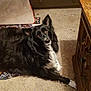 dog, black_dog, white_dog, carpet, indoor, furniture, dresser, dog_bed, pet, canine, animal, lying_down, looking_up, curious, cozy, floor, wooden_furniture, domestic, house, companion