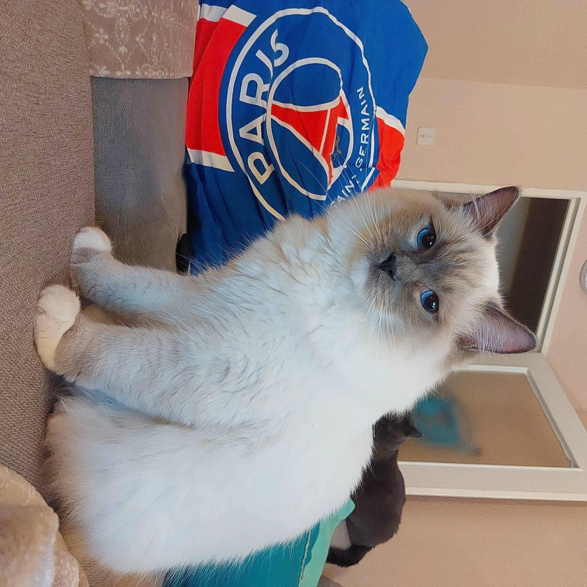 Thor a rejoint le concours — aidez-le/la à gagner de superbes lots ! balinese, birman, british_longhair, carnivore, cat, claw, cockatoo, domestic_short_haired_cat, electric_blue, fawn, felidae, fur, logo, paw, ragdoll, russian_blue, small_to_medium_sized_cats, tail, thai, whiskers