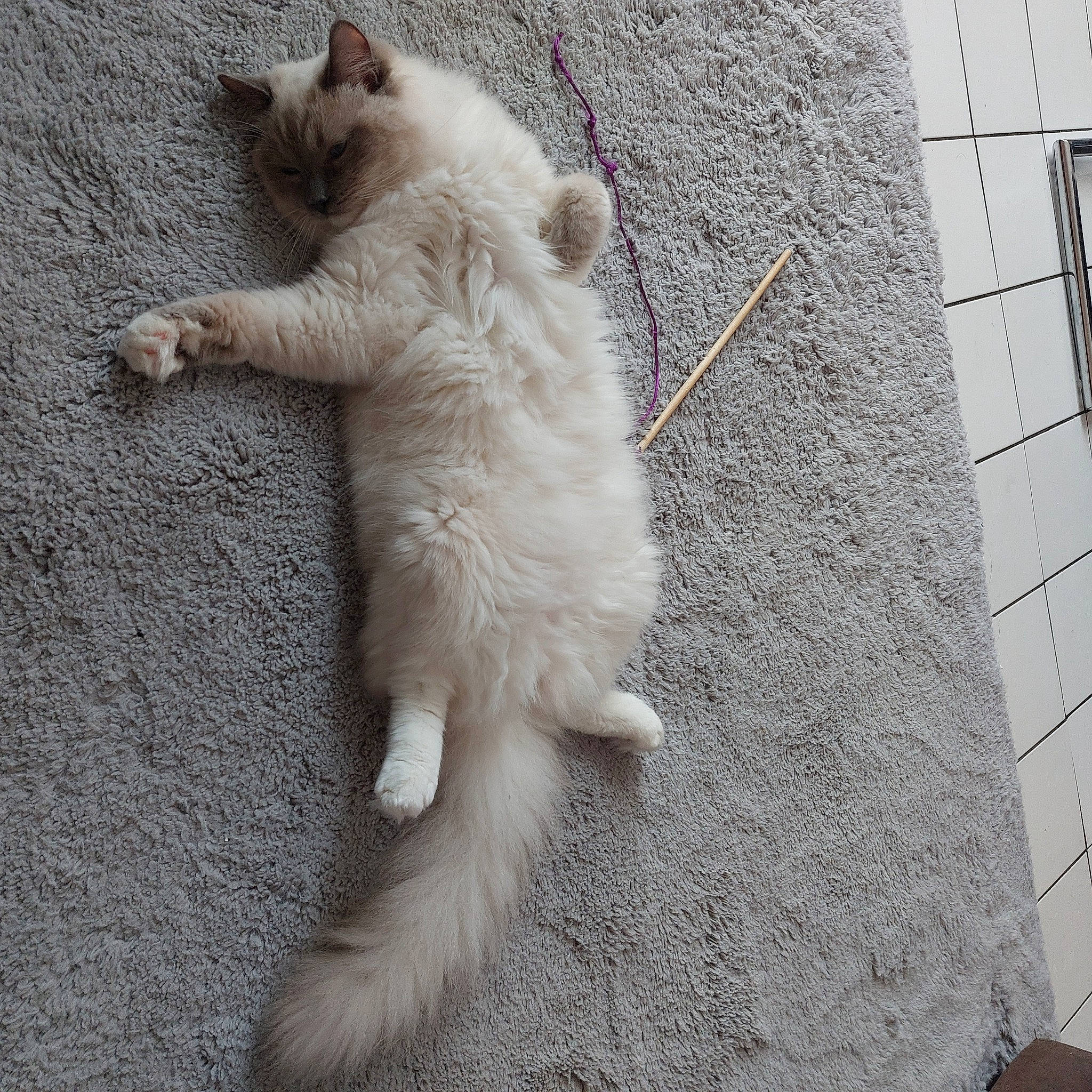 Thor a rejoint le concours — aidez-le/la à gagner de superbes lots ! asphalt, carnivore, cat, claw, composite_material, concrete, domestic_short_haired_cat, fawn, felidae, flooring, foot, fur, grey, paw, road_surface, sidewalk, small_to_medium_sized_cats, snout, tail, whiskers