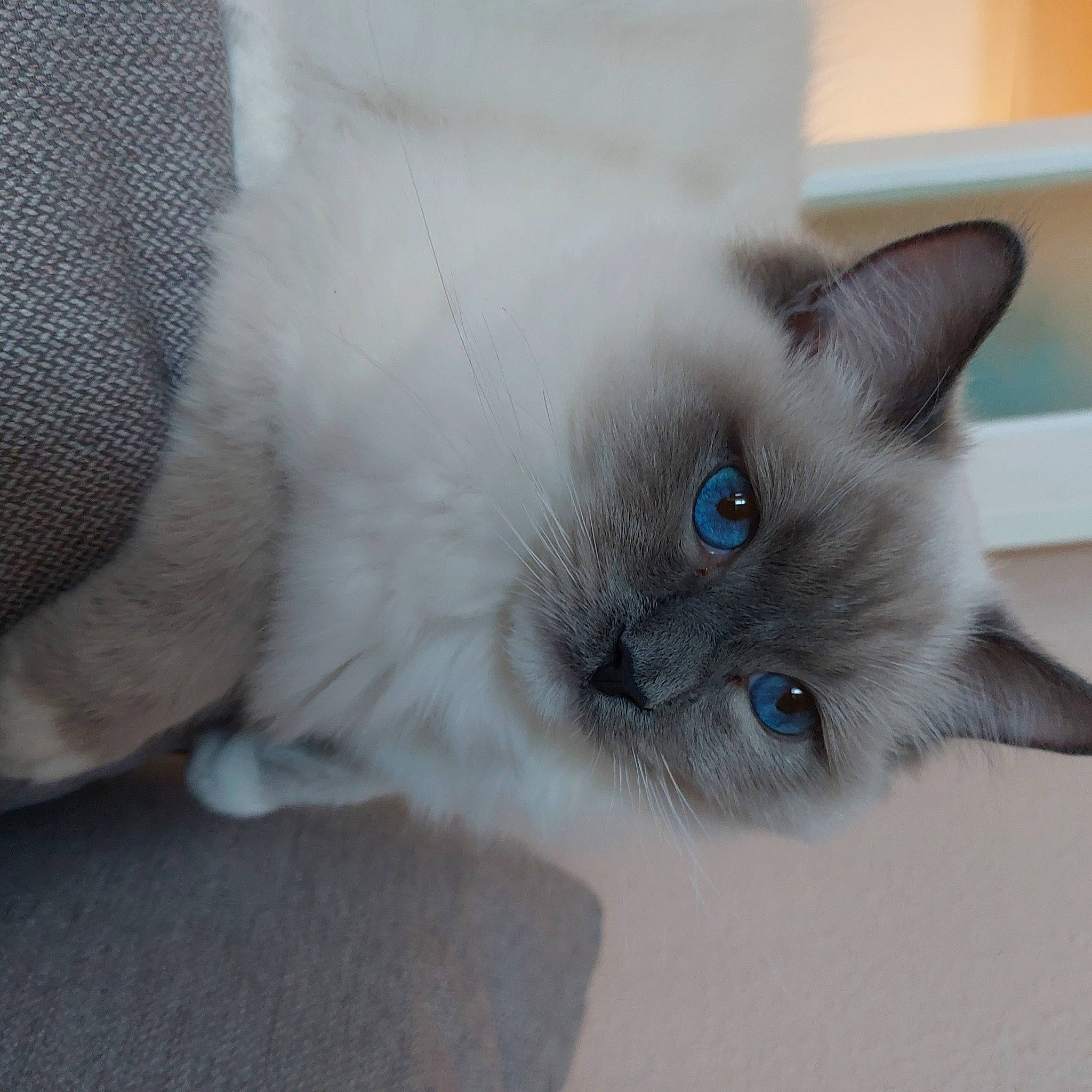 Thor participe au concours pour gagner de l'argent avec cette photo : balinese, birman, carnivore, cat, claw, domestic_short_haired_cat, eye, fawn, felidae, flooring, fur, paw, ragdoll, russian_blue, siamese, small_to_medium_sized_cats, snout, tail, thai, whiskers