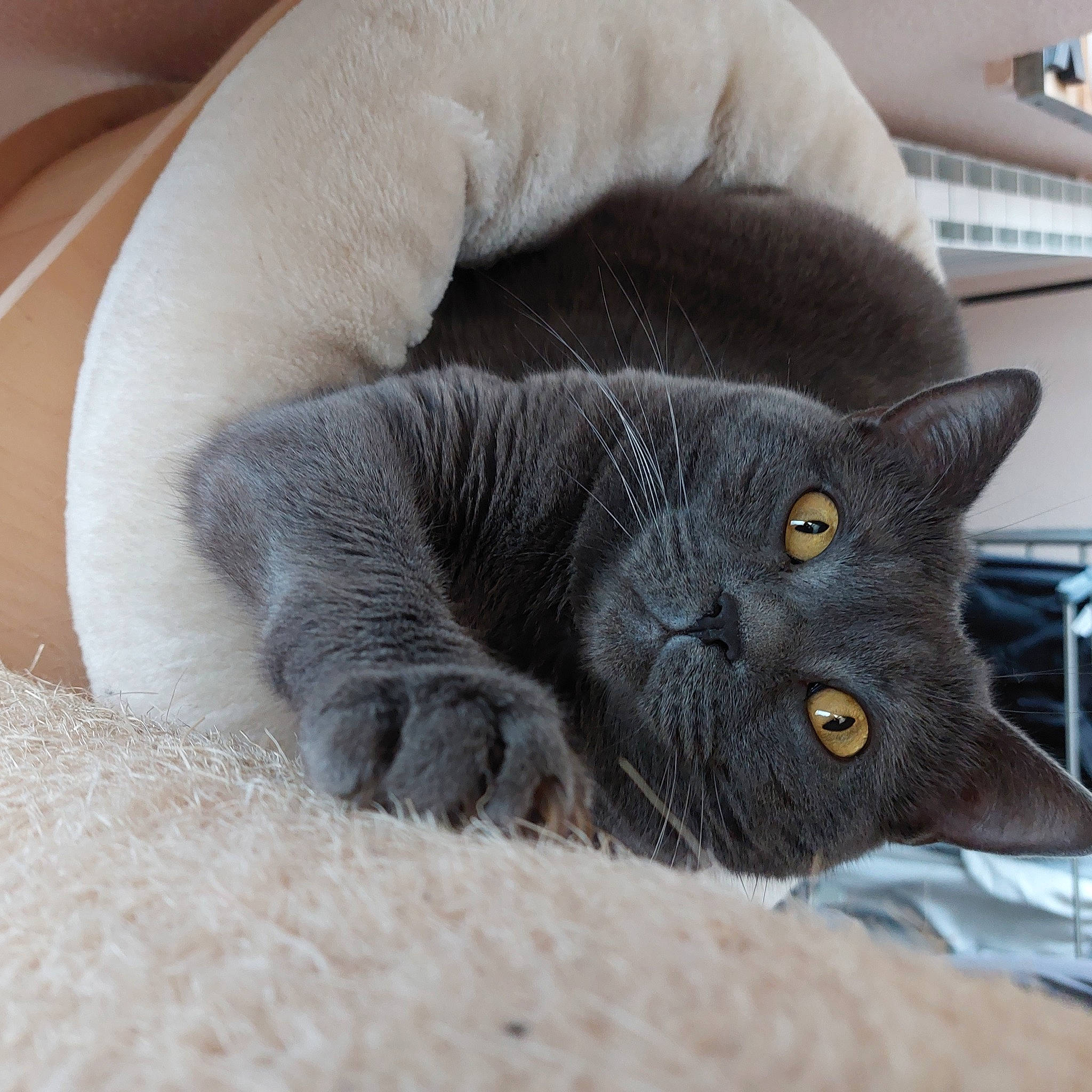 Beerus a rejoint le concours — aidez-le/la à gagner de superbes lots ! black_cat, carnivore, cat, cat_supply, claw, comfort, domestic_short_haired_cat, eye, felidae, fur, grey, head, nap, russian_blue, small_to_medium_sized_cats, snout, tail, terrestrial_animal, whiskers