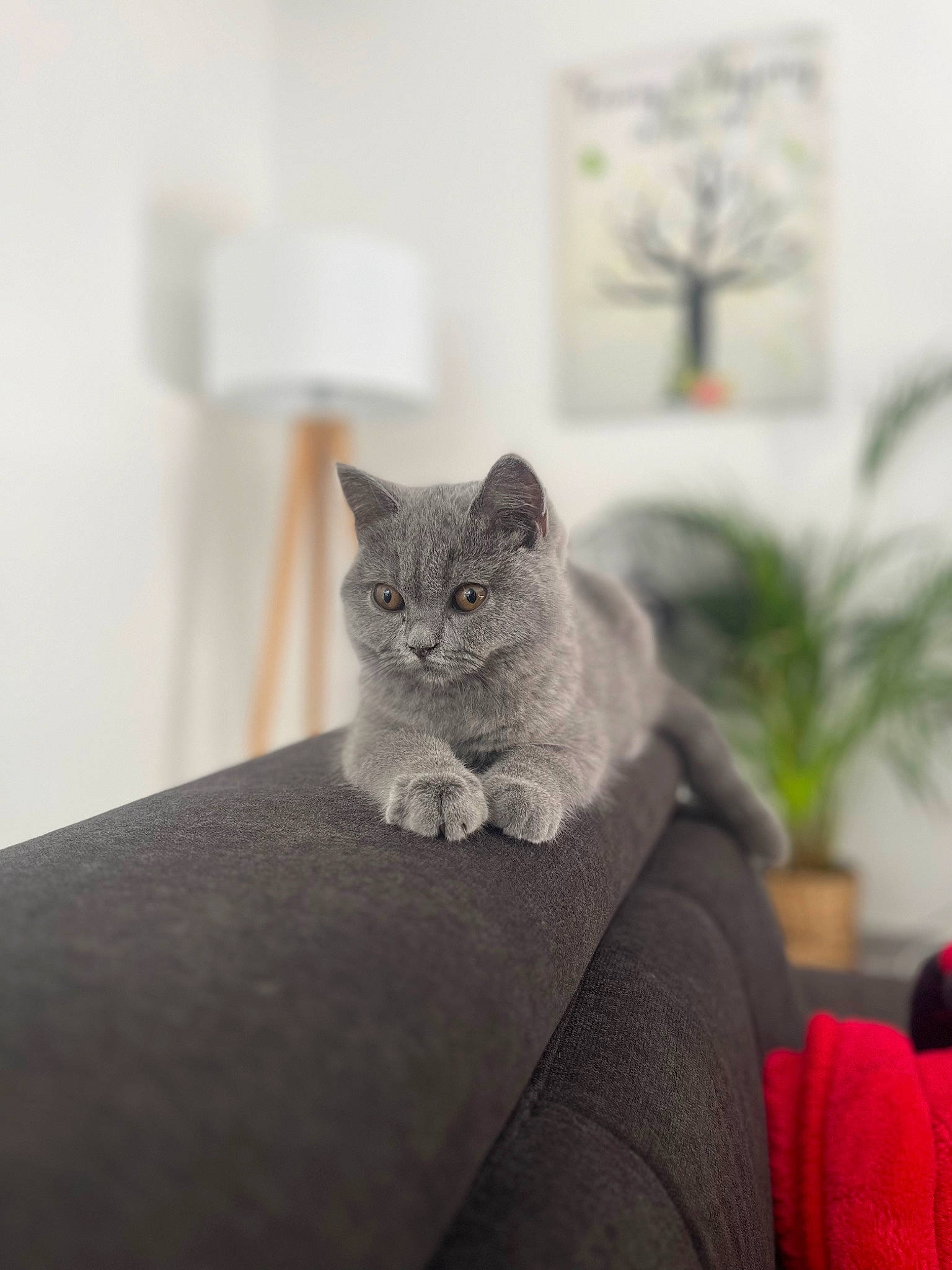 Undy participe au concours pour gagner de l'argent avec cette photo : carnivore, cat, comfort, domestic_short_haired_cat, fawn, felidae, fur, grey, hardwood, houseplant, palm_tree, paw, plant, room, sitting, small_to_medium_sized_cats, tail, whiskers, wood