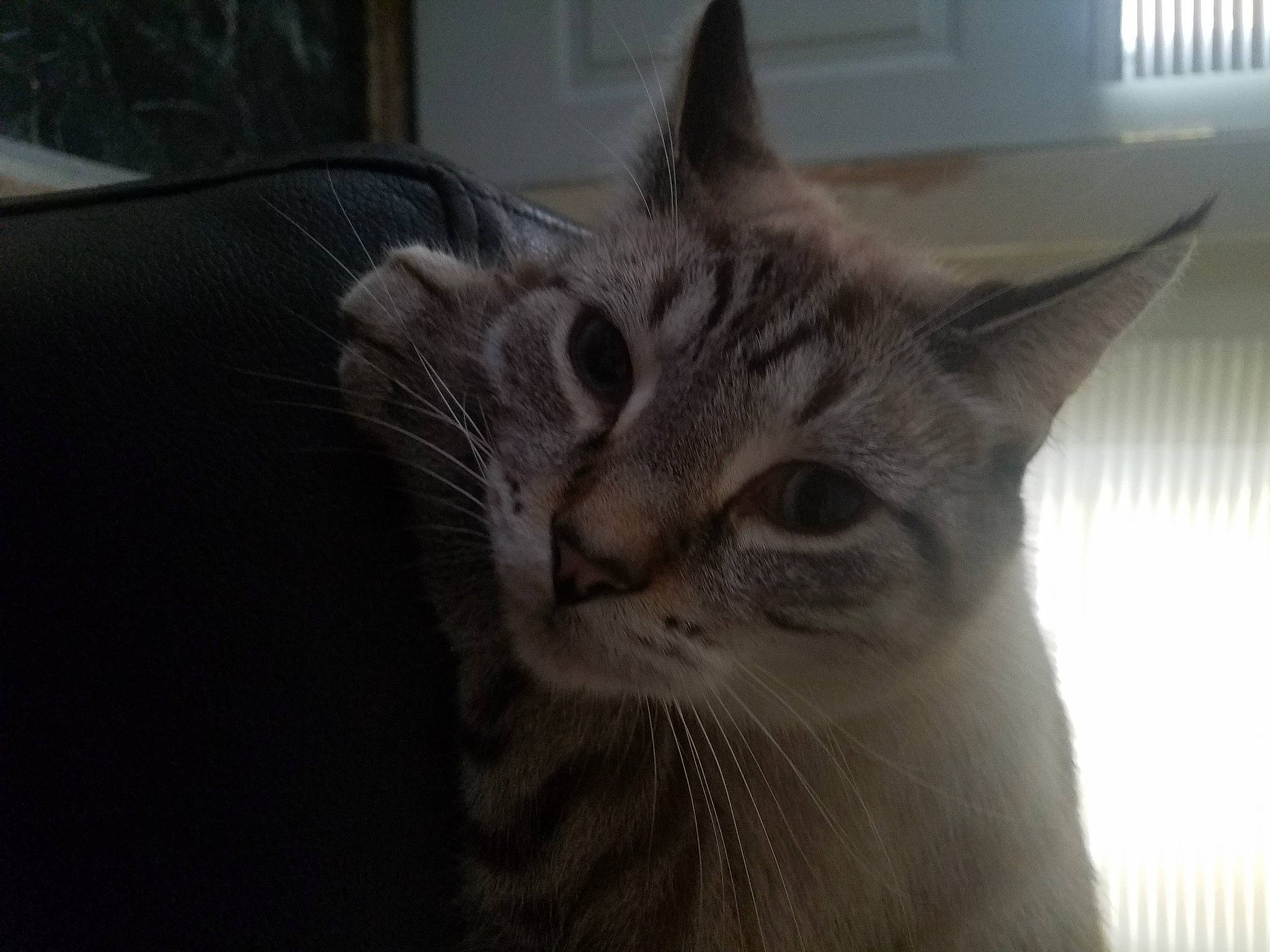 Jedi joined the competition — help win amazing prizes! carnivore, cat, domestic_short_haired_cat, felidae, fur, small_to_medium_sized_cats, snout, terrestrial_animal, tree, whiskers