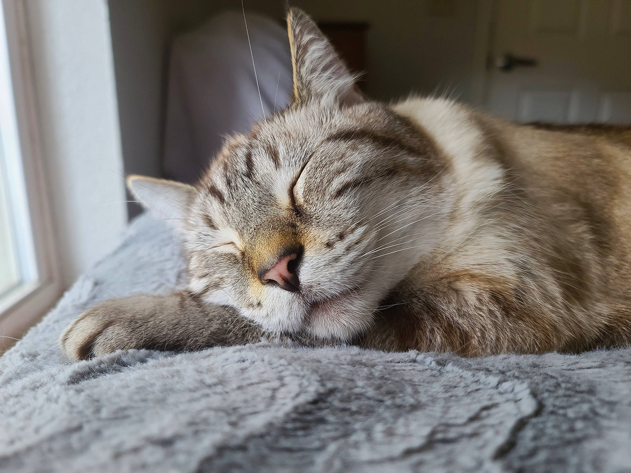 Jedi is registered to the contest to win money with this photo: carnivore, cat, claw, close_up, comfort, domestic_short_haired_cat, felidae, fur, grey, nap, paw, sleep, small_to_medium_sized_cats, snout, tail, terrestrial_animal, whiskers, wildlife, window, wood