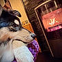 After a rejoint le concours — aidez-le/la à gagner de superbes lots ! dog, paw, glove, knitted, purple, fireplace, fire, warmth, cozy, indoor, fur, snout, resting, closeup, home, relaxation, comfort, wood, stone_wall, evening
