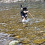 After participe au concours pour gagner de l'argent avec cette photo : dog, water, river, stick, outdoor, nature, animal, playful, shallow_water, rocks, stream, canine, wet, forest, wilderness, pet, summer, active, running, adventure