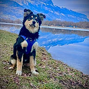 After participe au concours pour gagner de l'argent avec cette photo : animal, blue_harness, calm, dog, ears, fur, grass, lake, landscape, mountains, nature, outdoor, pet, puppy, scenic, sitting, sky, snow_capped, trees, water_reflection