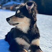 After participe au concours pour gagner de l'argent avec cette photo : dog, puppy, snow, outdoor, animal, fur, black, tan, pet, lying_down, winter, nature, canine, young, mammal, side_view, sunlight, relaxed, serene, background_blur