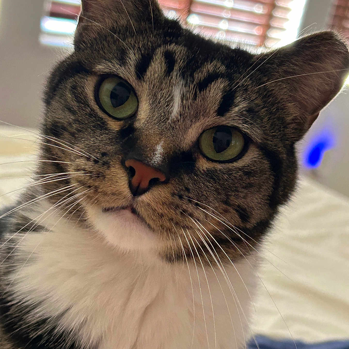 Ziggy is registered to the contest to win money with this photo: cat, tabby, close_up, indoor, pet, whiskers, green_eyes, fur, curious, face, animal, domestic, cute, portrait, household, window_blinds, soft_light, relaxed, feline, background_blur