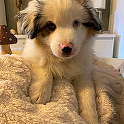 Aïka participe au concours pour gagner de l'argent avec cette photo : animal, blanket, brown, cozy, cute, dog, ears, fluffy, fur, homedecor, indoor, lamp, mushroom, nose, pet, puppy, resting, soft, table, white
