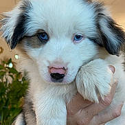Aïka participe au concours pour gagner de l'argent avec cette photo : puppy, dog, blue_eyes, fluffy, white_fur, grey_fur, pet, animal, cute, hand, bracelet, indoor, plant, young_dog, portrait, close_up, fur, paw, holding, adorable