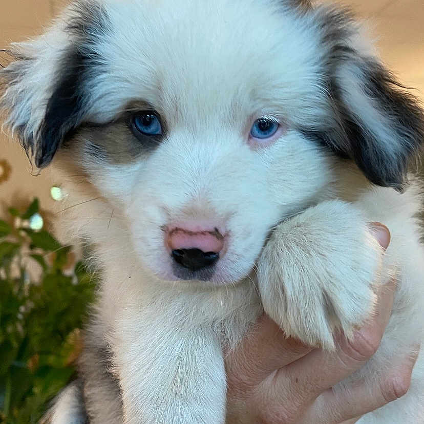 Aïka participe au concours pour gagner de l'argent avec cette photo : adorable, animal, blue_eyes, bracelet, close_up, cute, dog, fluffy, fur, grey_fur, hand, holding, indoor, paw, pet, plant, portrait, puppy, white_fur, young_dog