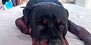 Skog a rejoint le concours — aidez-le/la à gagner de superbes lots ! rottweiler, puppy, dog, lying_down, indoor, close_up, pet, black_fur, brown_markings, floor, curious, sad, animal, mammal, canine, face, eyes, nose, ears, young