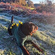 Skog participe au concours pour gagner de l'argent avec cette photo : dog, costume, dinosaur, frost, grass, outdoor, sunlight, morning, trees, nature, leash, canine, animal, green, brown, scenic, fall, cold, pet, playful
