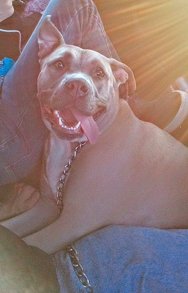 Leah is registered to the contest to win money with this photo: canidae, carnivore, comfort, companion_dog, dog, dog_breed, fawn, flesh, fur, happy, liver, nail, paw, peach, smile, snout, sporting_group, whiskers, working_animal, wrinkle