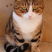 Elvis participe au concours pour gagner de l'argent avec cette photo : cat, tabby, green_eyes, sitting, fluffy_tail, white_paws, striped_fur, indoor, pet, feline, closeup, portrait, cute, animal, whiskers, soft_surface, calm, domestic_cat, brown_fur, relaxed