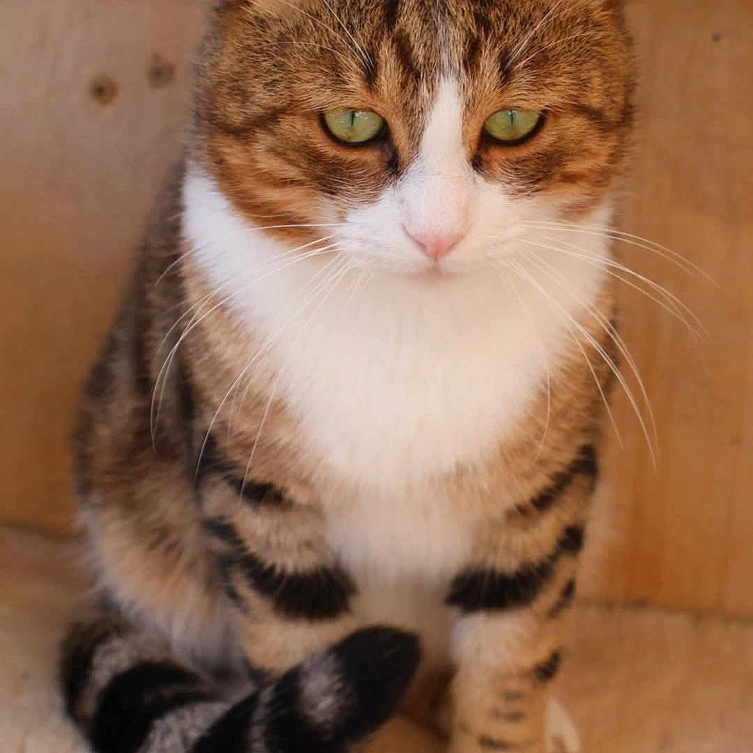 Elvis participe au concours pour gagner de l'argent avec cette photo : animal, brown_fur, calm, cat, closeup, cute, domestic_cat, feline, fluffy_tail, green_eyes, indoor, pet, portrait, relaxed, sitting, soft_surface, striped_fur, tabby, whiskers, white_paws