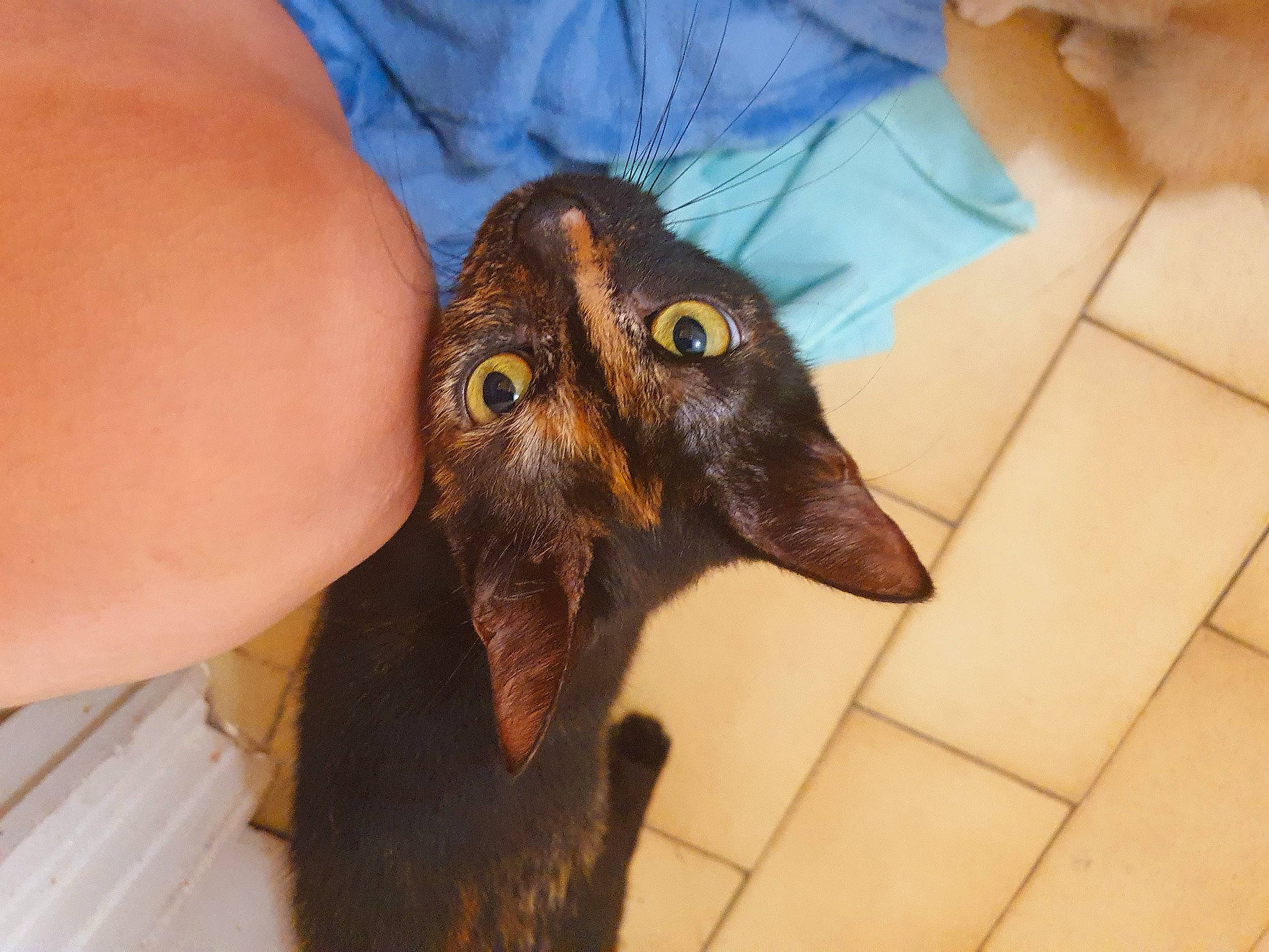 Princesse a rejoint le concours — aidez-le/la à gagner de superbes lots ! bat, canidae, carnivore, claw, dog_breed, fawn, felidae, finger, flooring, fur, gesture, liver, nail, small_to_medium_sized_cats, snout, sporting_group, terrestrial_animal, tile_flooring, whiskers, wildlife