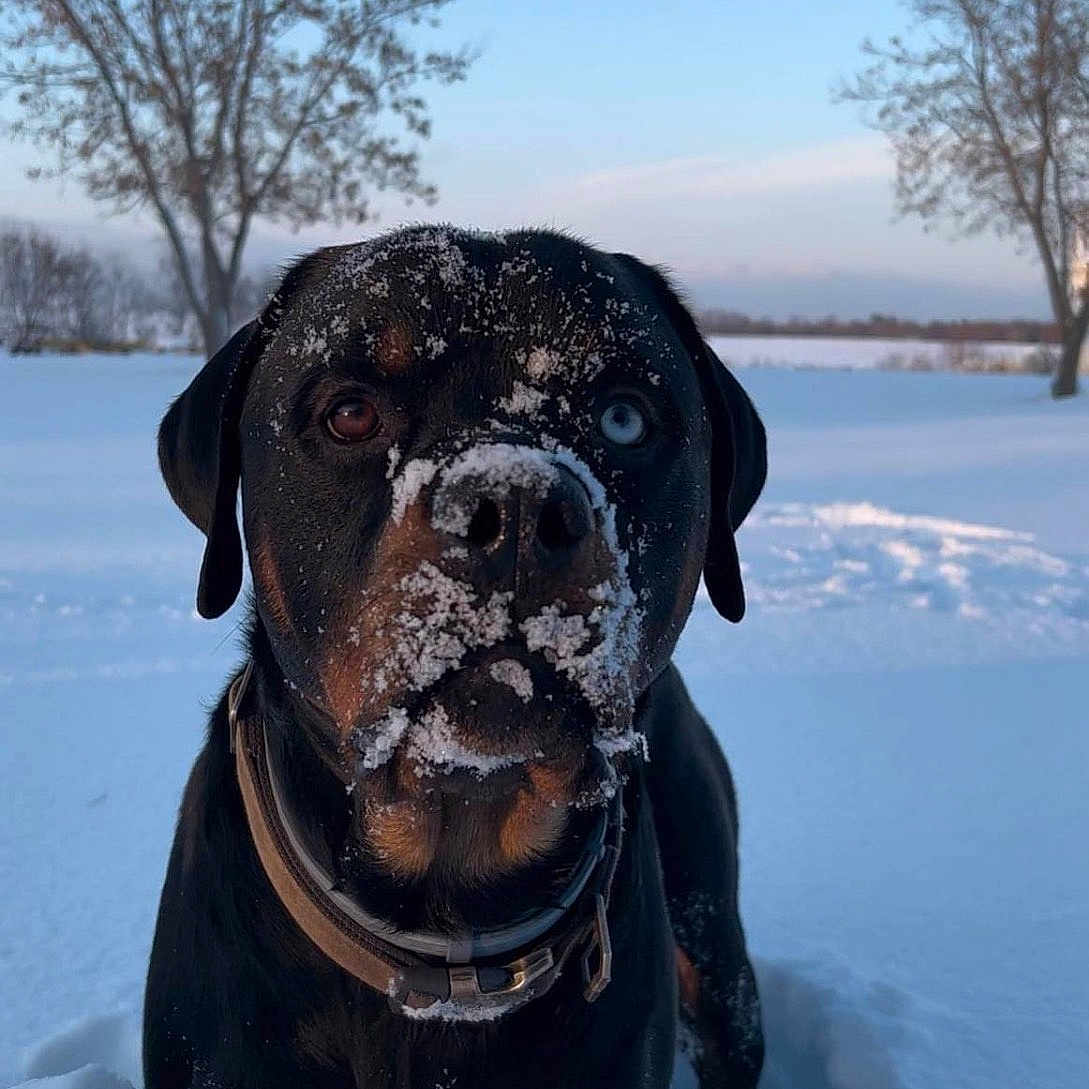 Knox joined the competition — help win amazing prizes! animal, bird, bulldog, canine, dog, face, head, ice, nature, outdoors, penguin, person, pet, photography, plant, portrait, puppy, snow, tree, winter