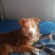 Layla joined the competition — help win amazing prizes! dog, pet, bed, blue_bedspread, indoor, resting, happy, tongue_out, fur, canine, animal, comfort, relaxation, looking_at_camera, ears_up, brown, white, cozy, domestic, portrait