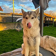 Aiko joined the competition — help win amazing prizes! dog, husky, pet, outdoor, grass, fence, sky, clouds, sunlight, porch, playful, animal, canine, tongue, ears, face, resting, nature, daylight, backyard