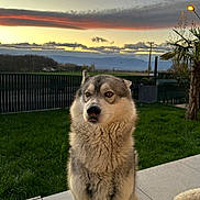 Anoki a rejoint le concours — aidez-le/la à gagner de superbes lots ! dog, husky, pet, outdoor, sunset, grass, fence, sky, clouds, patio, tree, plant, nature, animal, mammal, fur, eyes, sitting, calm, landscape
