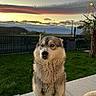 dog, husky, pet, outdoor, sunset, grass, fence, sky, clouds, patio, tree, plant, nature, animal, mammal, fur, eyes, sitting, calm, landscape