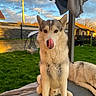 dog, husky, pet, animal, outdoor, grass, backyard, sitting, lying_down, fur, tongue, sunlight, sky, clouds, fence, swing, pole, house, daytime, nature