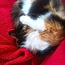 cat, calico, fur, sleeping, curled_up, pet, cozy, blanket, red, soft, animal, domestic_animal, resting, cute, feline, warm, indoor, snuggling, relaxed, fluffy