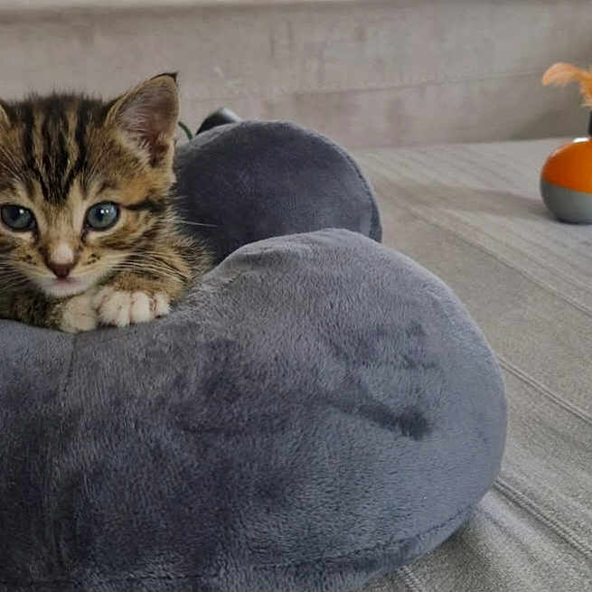 Pepito a rejoint le concours — aidez-le/la à gagner de superbes lots ! animal, blue_eyes, cat, cozy, curious, cushion, cute, domestic, feathers, feline, indoor, kitten, pet, plush, resting, small, sofa, tabby, toy, young