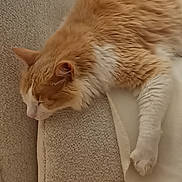 Sandrine Poulain participe au concours pour gagner de l'argent avec cette photo : cat, orange_cat, white_cat, sleeping, napping, fluffy, pet, animal, cozy, soft, blanket, carpet, indoor, resting, feline, paw, fur, cute, relaxing, domestic