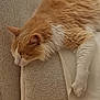 cat, orange_cat, white_cat, sleeping, napping, fluffy, pet, animal, cozy, soft, blanket, carpet, indoor, resting, feline, paw, fur, cute, relaxing, domestic