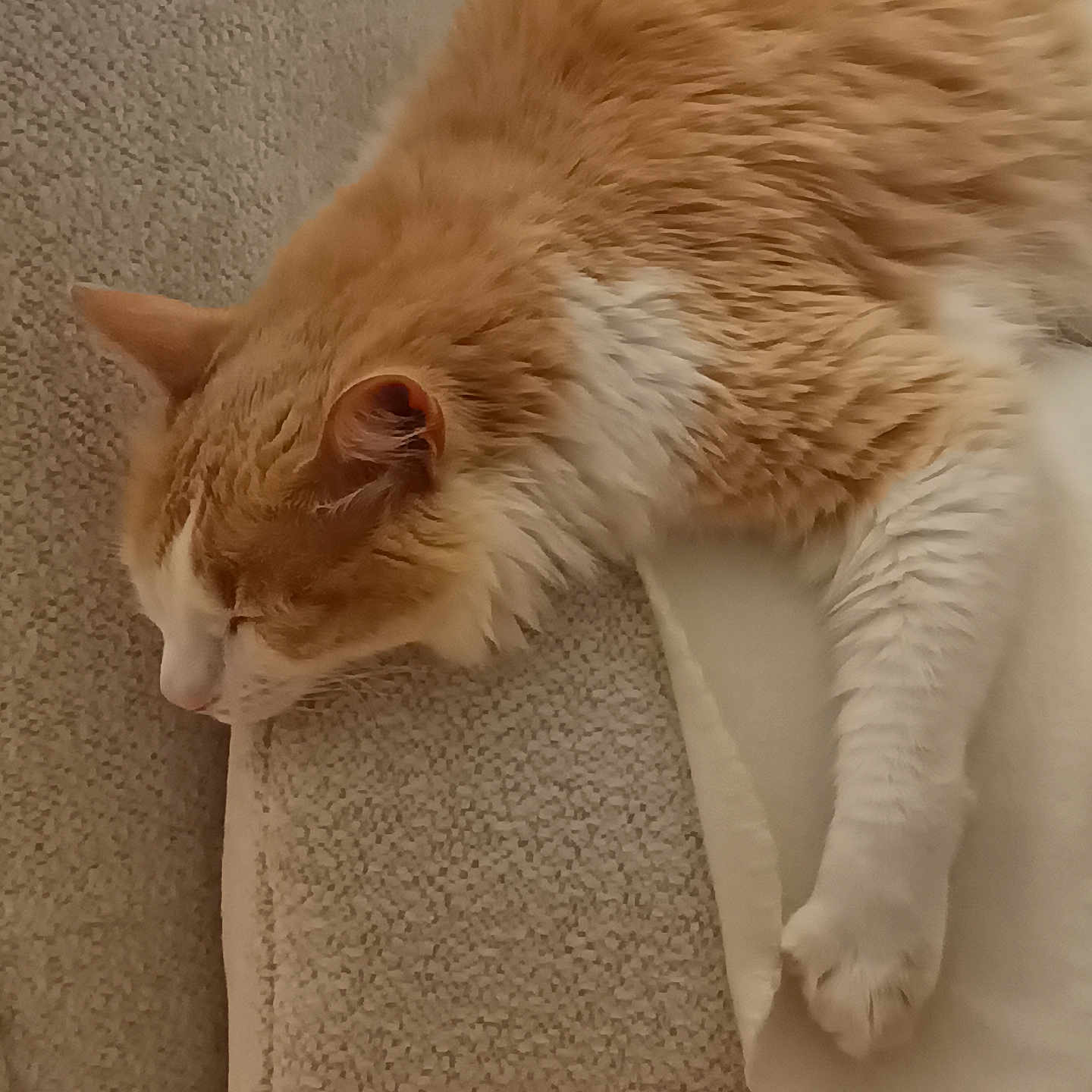 Sandrine Poulain participe au concours pour gagner de l'argent avec cette photo : animal, blanket, carpet, cat, cozy, cute, domestic, feline, fluffy, fur, indoor, napping, orange_cat, paw, pet, relaxing, resting, sleeping, soft, white_cat