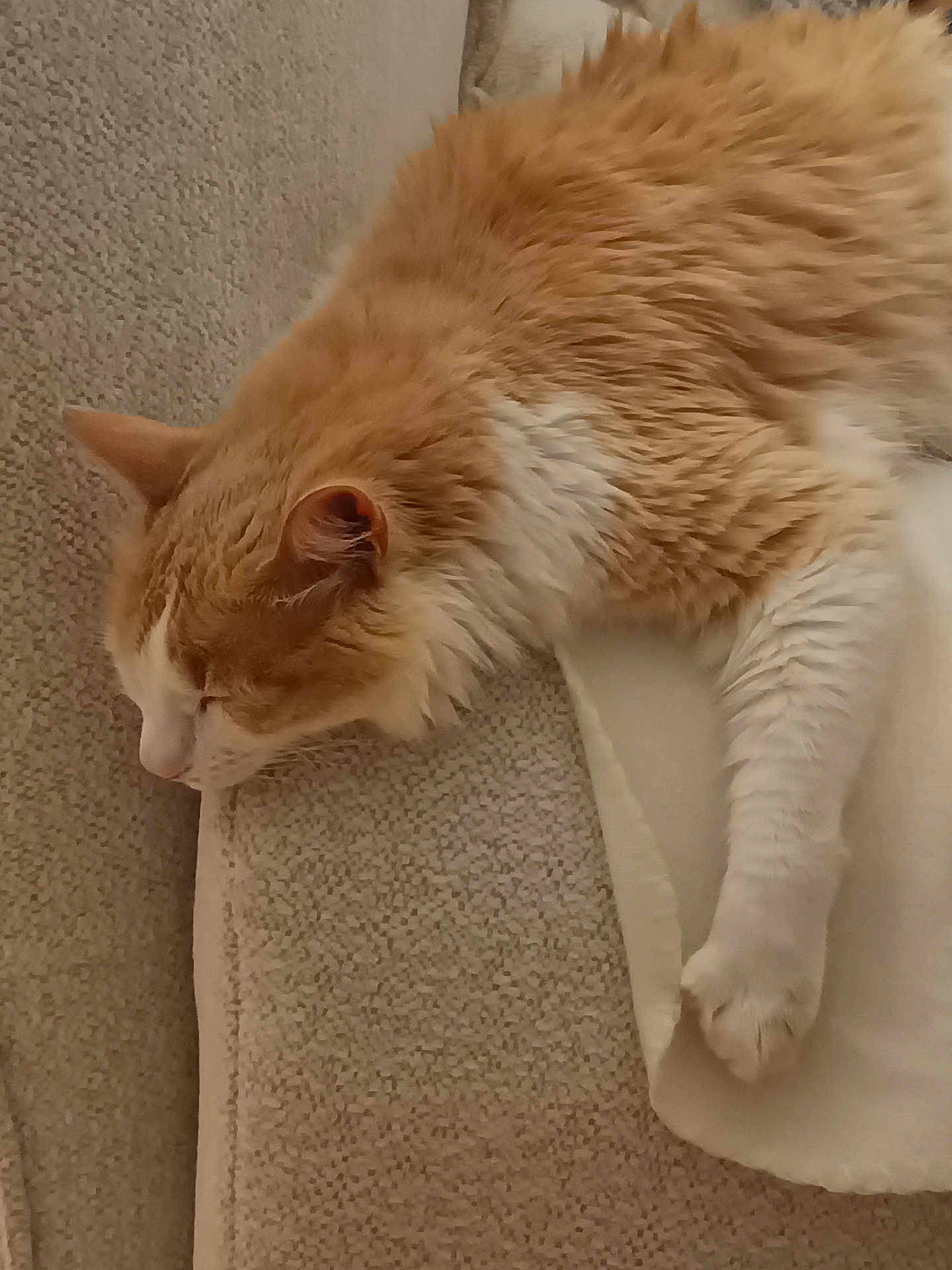 Sandrine Poulain participe au concours pour gagner de l'argent avec cette photo : cat, orange_cat, white_cat, sleeping, napping, fluffy, pet, animal, cozy, soft, blanket, carpet, indoor, resting, feline, paw, fur, cute, relaxing, domestic