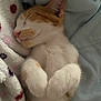 adorable, animal, blanket, cat, closeup, comfort, cozy, cute, domestic, fur, indoor, kitten, nap, paws, pet, relaxed, resting, sleeping, soft, whiskers