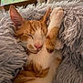 adorable, blanket, cat, closeup, cozy, cute, domestic_animal, fluffy, fur, indoor, kitten, nap, orange, paw, pet, relaxed, resting, sleeping, soft, white