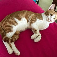 Pickachu a rejoint le concours — aidez-le/la à gagner de superbes lots ! cat, orange_and_white, feline, pet, indoor, pink_blanket, curious, relaxed, lying_down, whiskers, ears, tail, paws, fur, domestic_animal, table_leg, floor, cozy, resting, alert