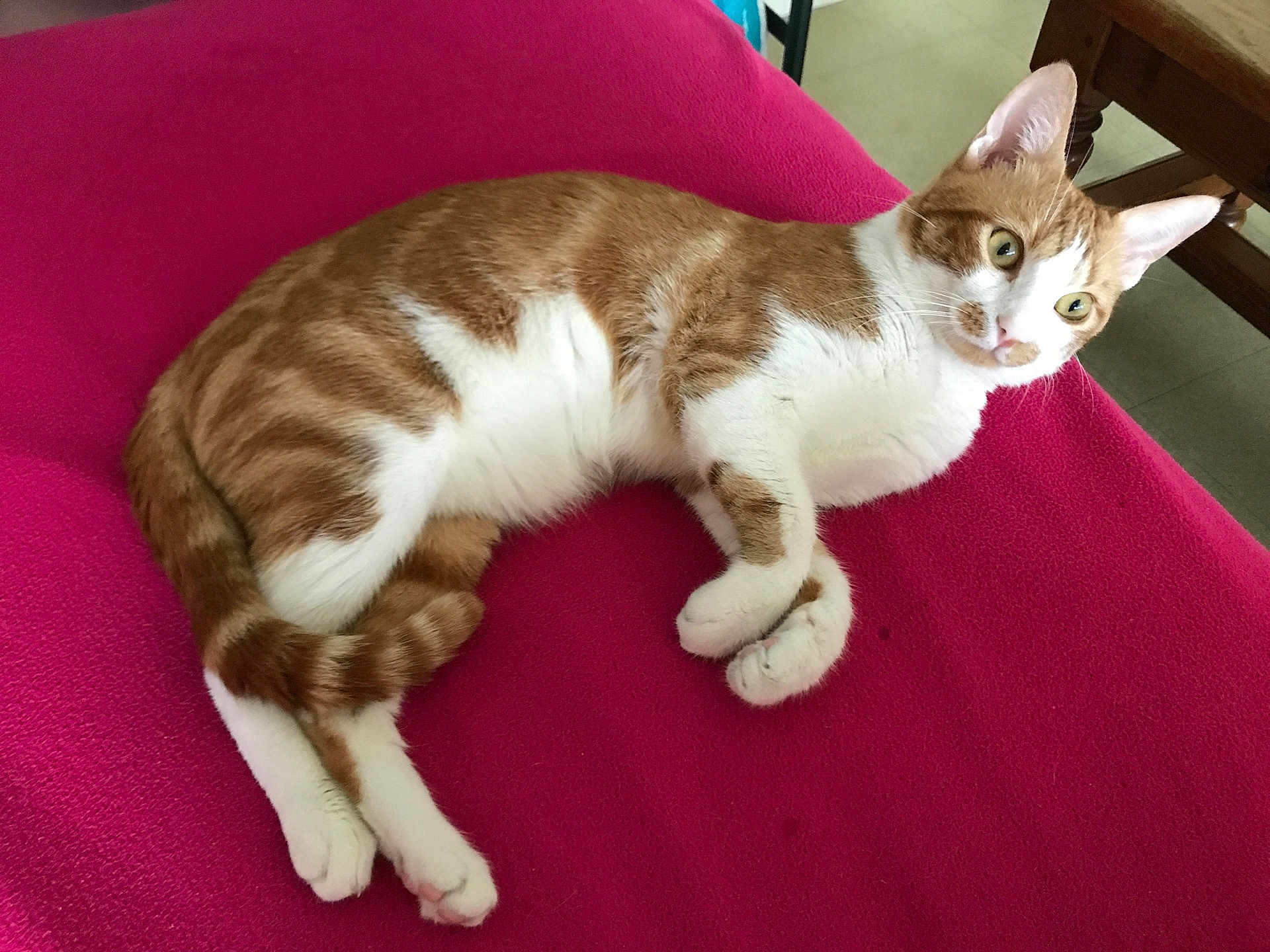 Pickachu a rejoint le concours — aidez-le/la à gagner de superbes lots ! cat, orange_and_white, feline, pet, indoor, pink_blanket, curious, relaxed, lying_down, whiskers, ears, tail, paws, fur, domestic_animal, table_leg, floor, cozy, resting, alert