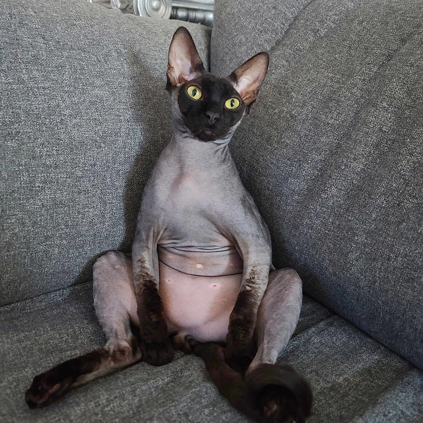 Puma joined the competition — help win amazing prizes! abyssinian, animal, armchair, blackcat, cat, chair, couch, cushion, egyptiancat, furniture, homedecor, indoors, kitten, manx, pet, siamese